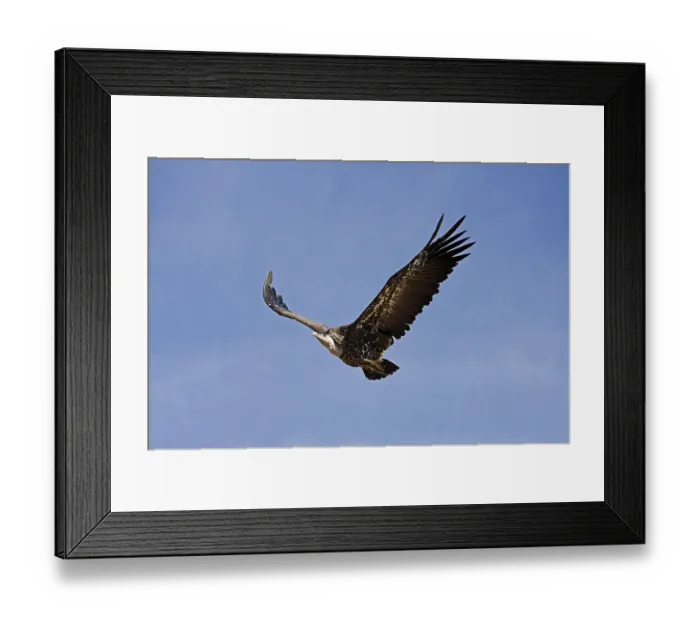 Framed Print : Ruppell's Vulture (gyps rueppellii)