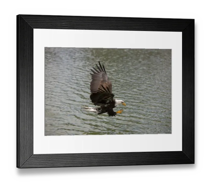 Framed Print : Bald Eagle (haliaeetus leucocephalus) Framed Print : Bald Eagle (haliaeetus leucocephalus)