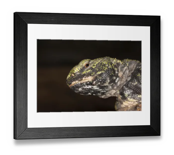 Framed Print : Spiny-tailed Lizard (uromastyx acanthinurus)