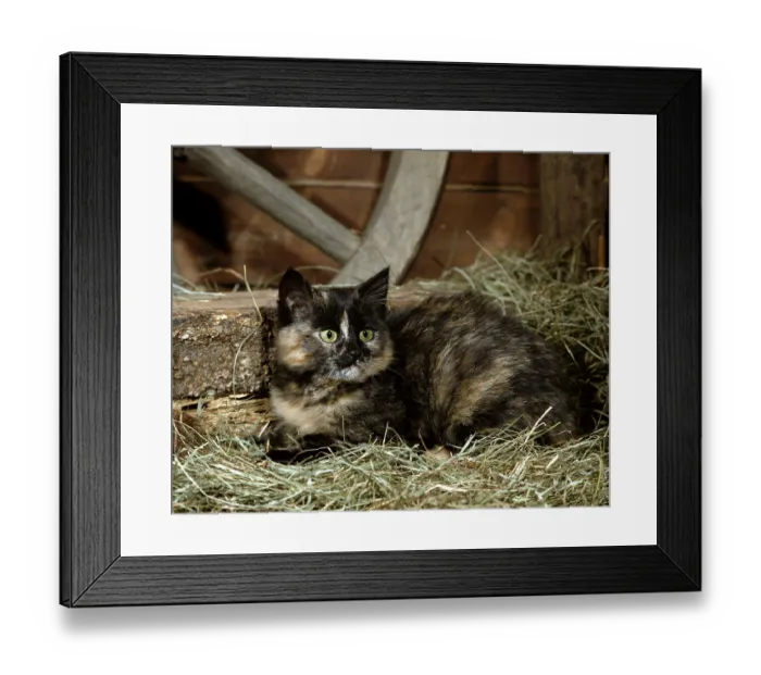 Framed Print : Domestic cat, tortie, hay
