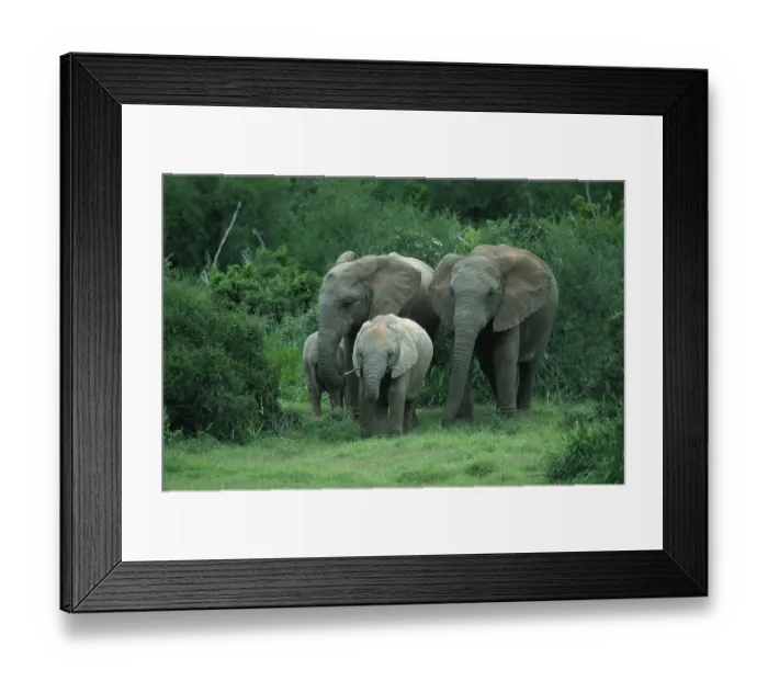 Framed Print : African Elephants (Loxodonta africana) with calf