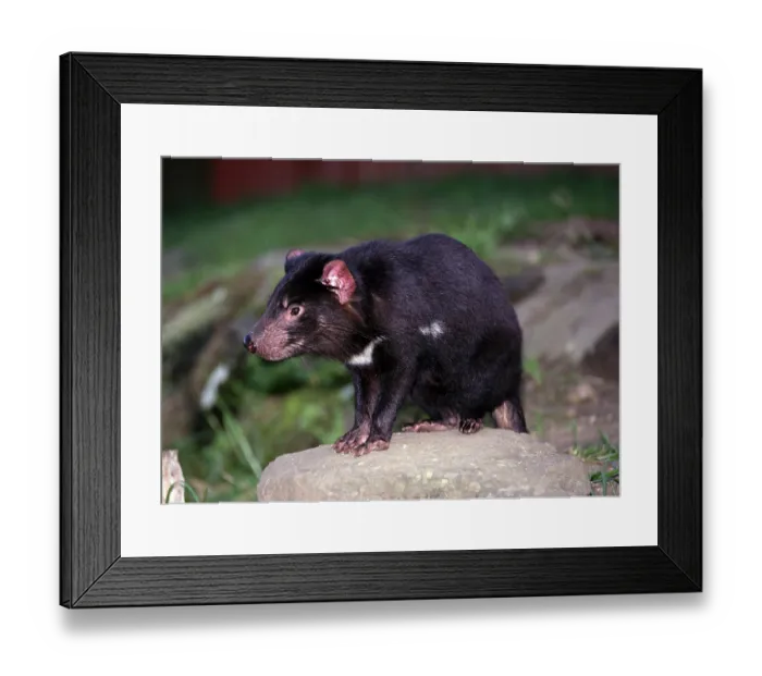 Framed Print : Tasmanian devil (Sarcophilus harrisii) Framed Print : Tasmanian devil (Sarcophilus harrisii)