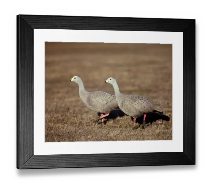 Framed Print : Cereopsis Geese, Australia (Cereopsis novaehollandiae)