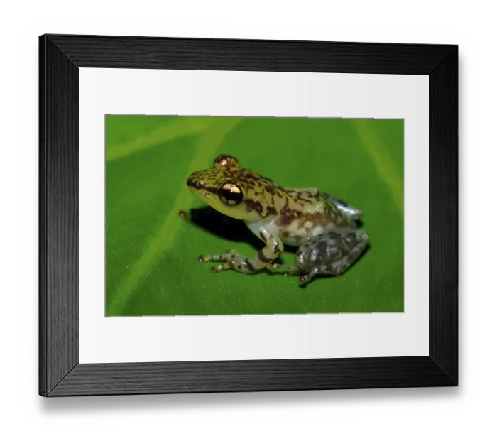 Framed Print : Tree Frog, Madagascar (Mantidactylus liber)