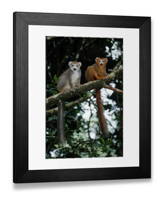 Framed Print : Crowned (Lemur coronatus) Lemurs (Eulemur coronatus)