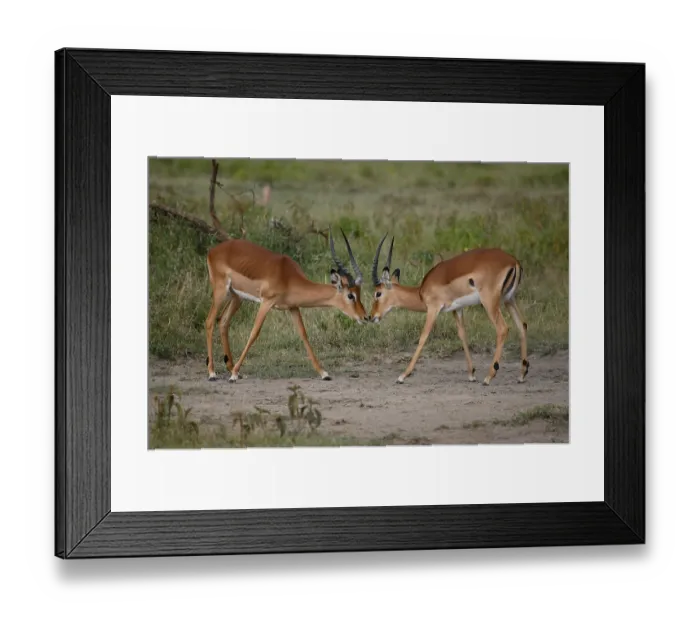 Framed Print : Impalas (Aepyceros melampus) males, Kenya