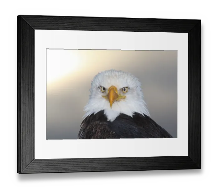 Framed Print : Bald eagle (Haliaeetus leucocephalus), Alaska, USA
