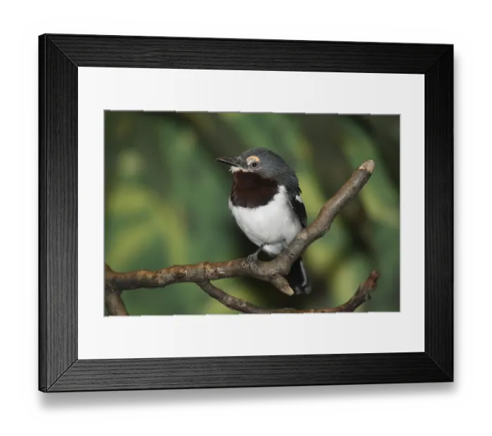 Framed Print : Brown-headed Wattled Warbler (Platysteira cyanea) Framed Print : Brown-headed Wattled Warbler (Platysteira cyanea)