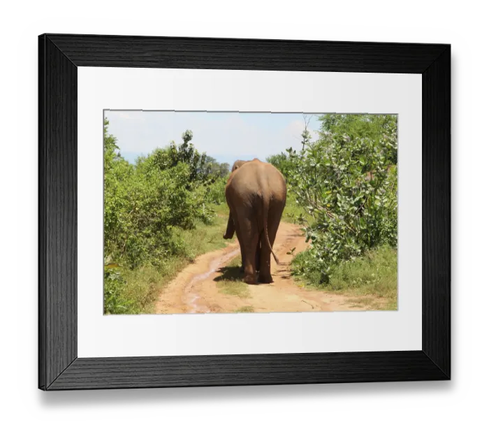 Framed Print : Asian elephant (Elephas maximus) Framed Print : Asian elephant (Elephas maximus)