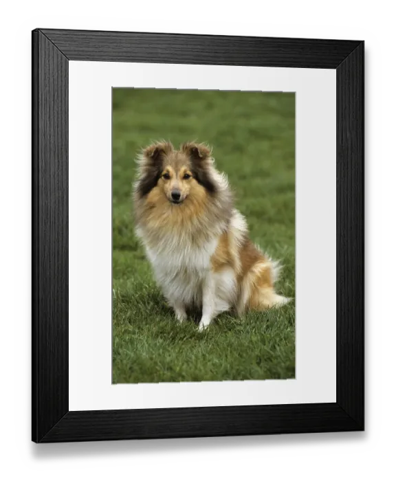 Framed Print : Sheltie sitting in grassland Framed Print : Sheltie sitting in grassland