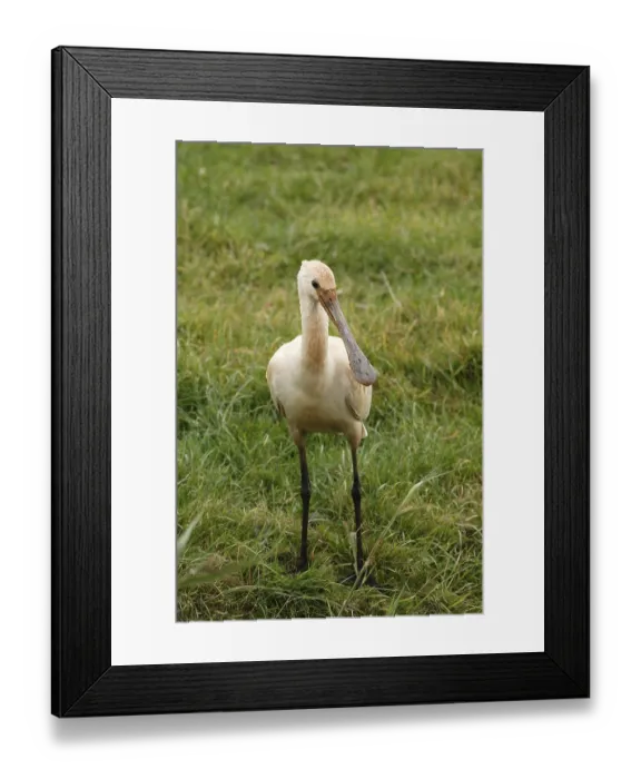 Framed Print : Young Eurasian Spoonbill (Platalea leucorodia)