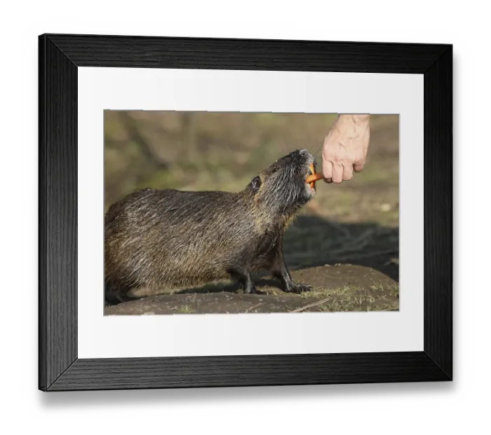 Framed Print : Coypu, fed by hand