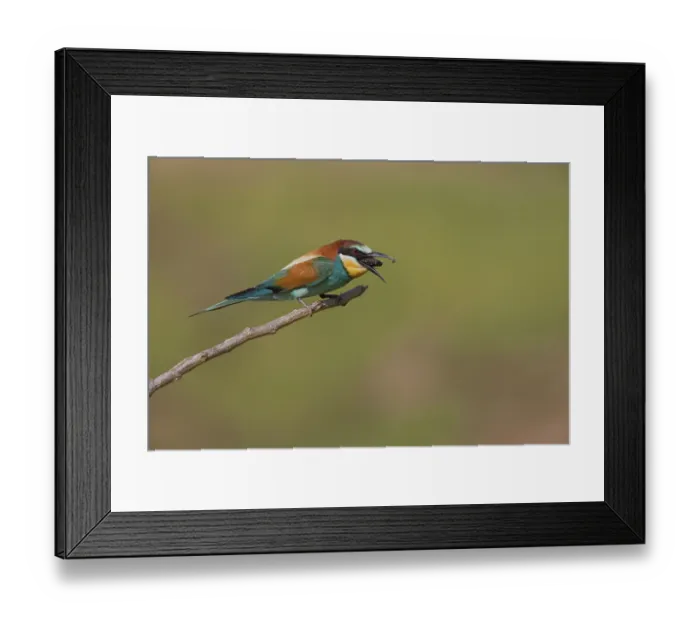 Framed Print : European Bee-eater (Merops apiaster)