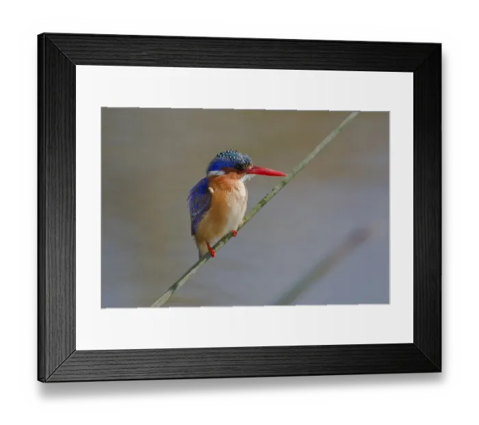 Framed Print : Malachite Kingfisher (Alcedo cristata) Framed Print : Malachite Kingfisher (Alcedo cristata)