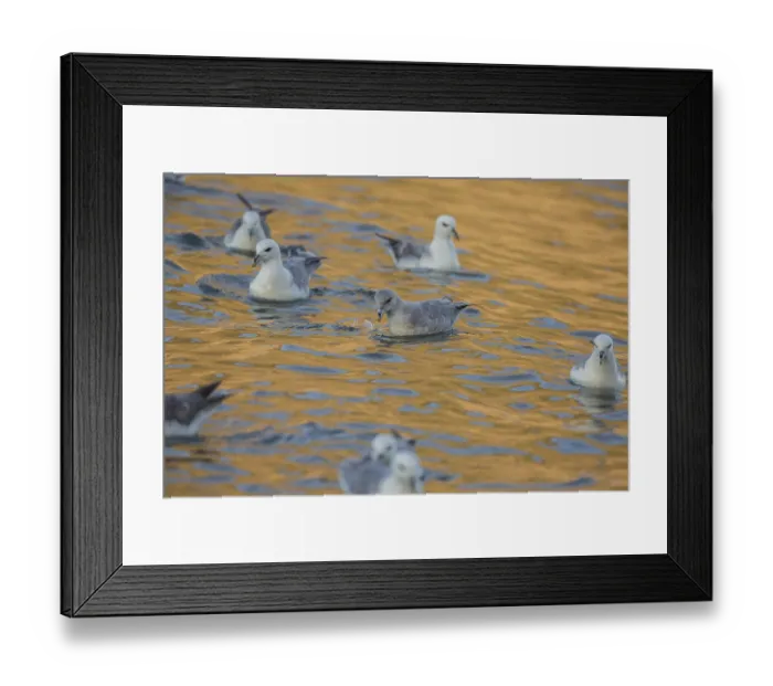 Framed Print : Fulmar (Fulmarus glacialis), Iceland