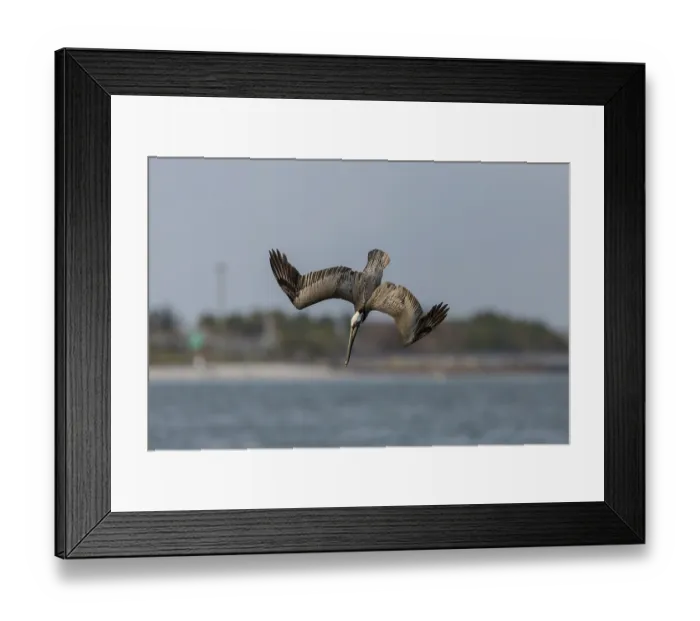 Framed Print : Brown Pelican (Pelecanus occidentalis), Florida