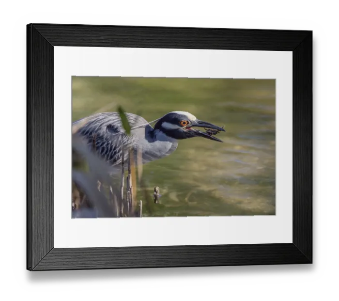 Framed Print : Crab Pond Heron, Florida (Nycticorax violaceuss)