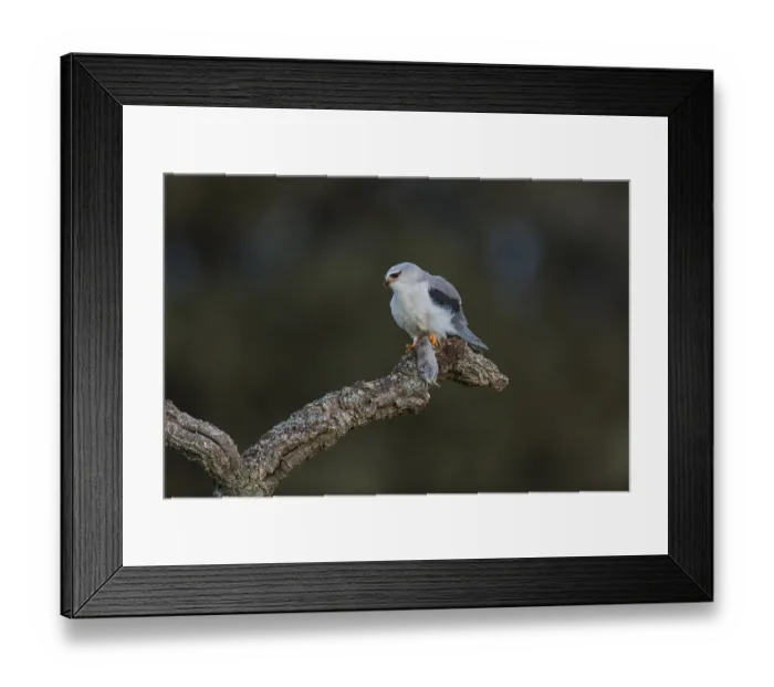 Framed Print : Black winged kite (Elanus caeruleus), Spain Framed Print : Black winged kite (Elanus caeruleus), Spain