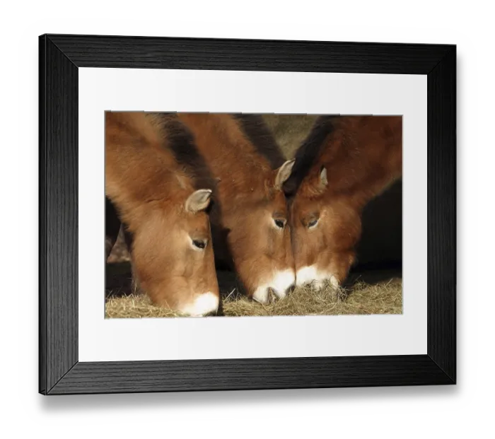 Framed Print : Przewalski horses (Equus ferus przewalskii)