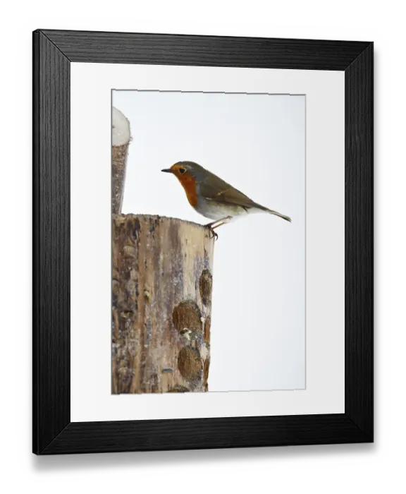 Framed Print : Robin (Erithacus rubecula)