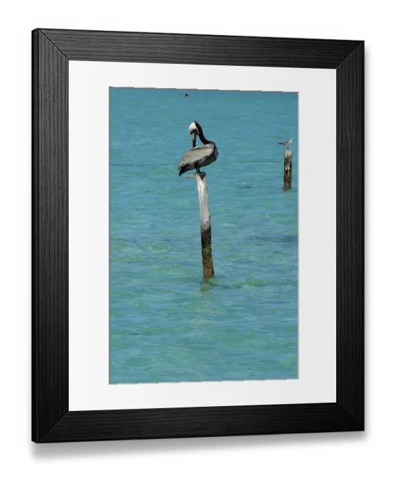 Framed Print : Brown pelican (Pelecanus occidentalis)