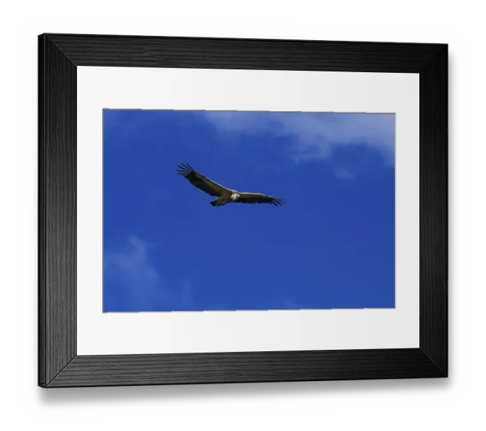 Framed Print : Vulture (Gyps fulvus), Hoces del Duraton