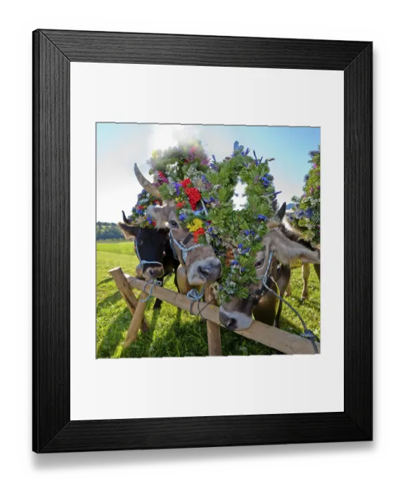 Framed Print : Decorated cows, ceremonial driving down of cattle from the mountain pastures