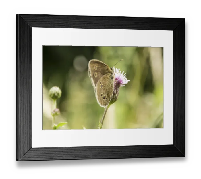 Framed Print : Ringlet (Aphantopus hyperantus)