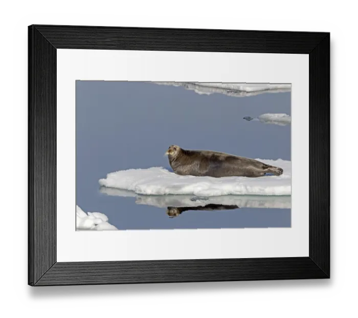 Framed Print : Bearded seal (Erignathus barbatus) on an ice floe