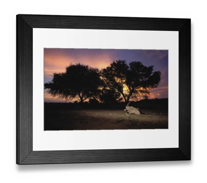 Framed Print : Gemsbok (Oryx gazella), at sunset Framed Print : Gemsbok (Oryx gazella), at sunset