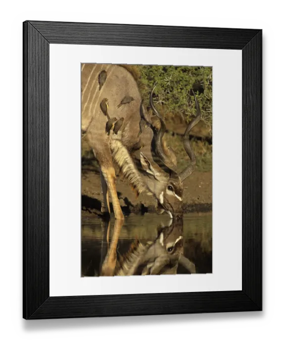 Framed Print : Kudu (Tragelaphus strepsiceros) Framed Print : Kudu (Tragelaphus strepsiceros)