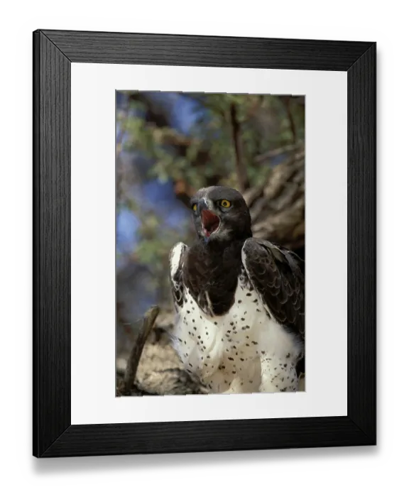 Framed Print : Martial Eagle (Polemaetus bellicosus)