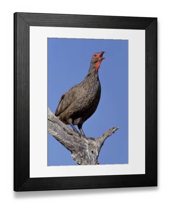 Framed Print : Swainson's Spurfowl, (Francolinus swainsonii) Framed Print : Swainson's Spurfowl, (Francolinus swainsonii)