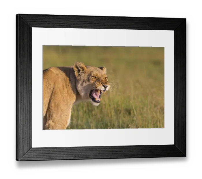 Framed Print : African Lion (Panthera leo), female snarling