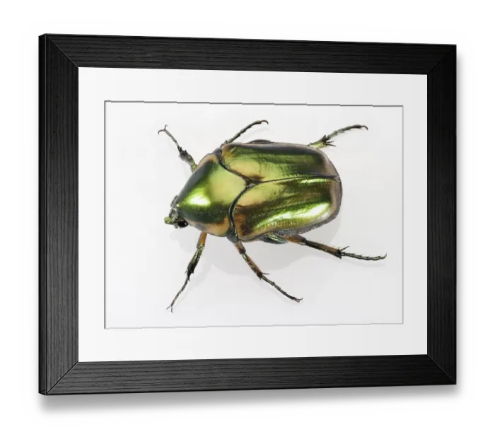 Framed Print : Green June Beetle (3 / 4 inch long) w / Iridescent Carapace