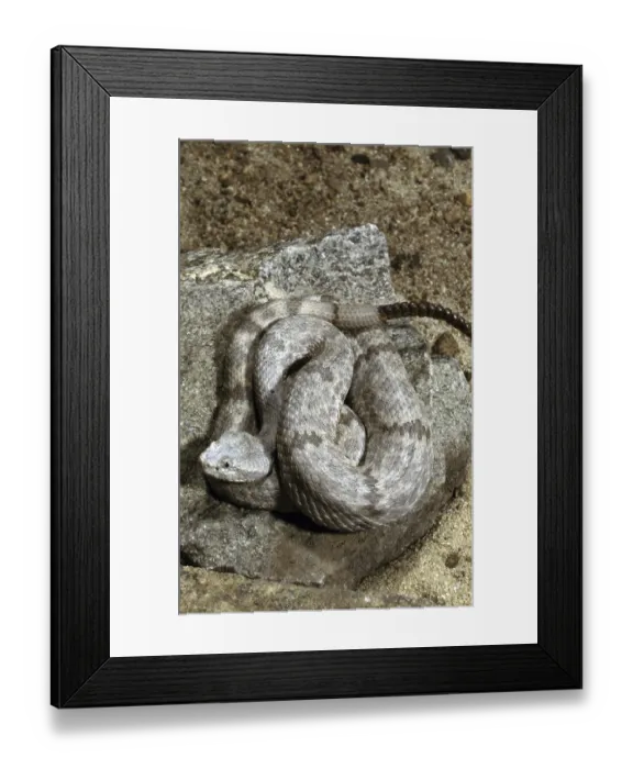 Framed Print : MOTTLED RATTLESNAKE (Crotalus lepidus) lepidus