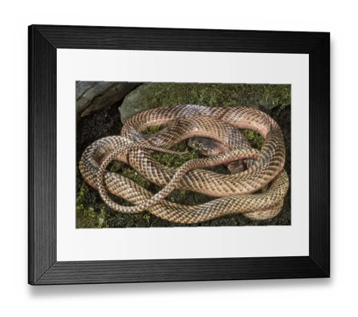 Framed Print : WESTERN COACHWHIP Snake, Masticophis flagellum testaceus