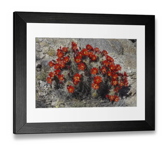 Framed Print : Claret Cup Cactus in Full Bloom (Echinocereus triglochidiatus)
