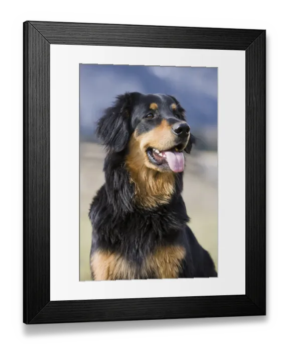 Framed Print : Hovawart, portrait, northern Tyrol