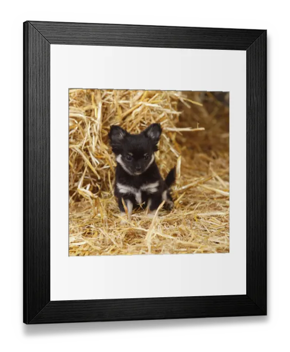 Framed Print : Chihuahua, long-haired puppy, sitting on straw