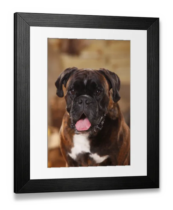 Framed Print : German Boxer, male, animal portrait, open mouth