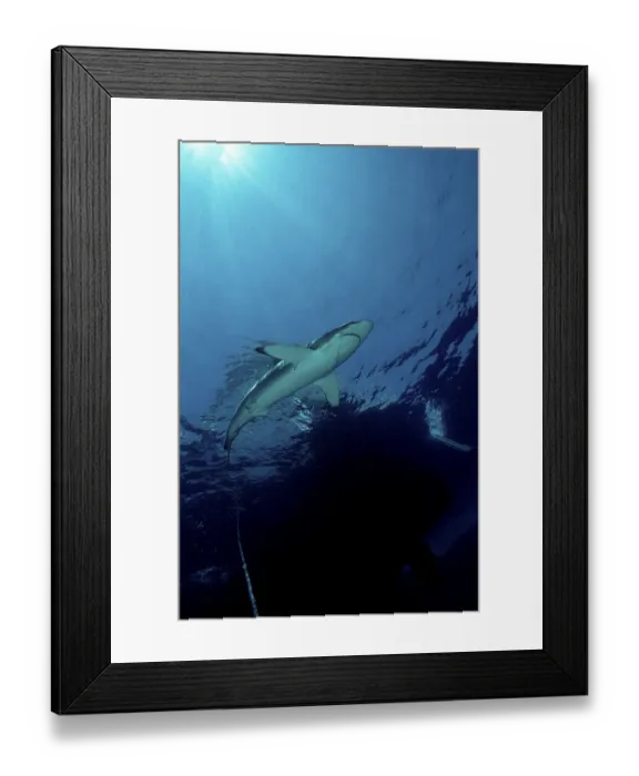 Framed Print : Carribbean reef shark (Carcharhinus perezi)