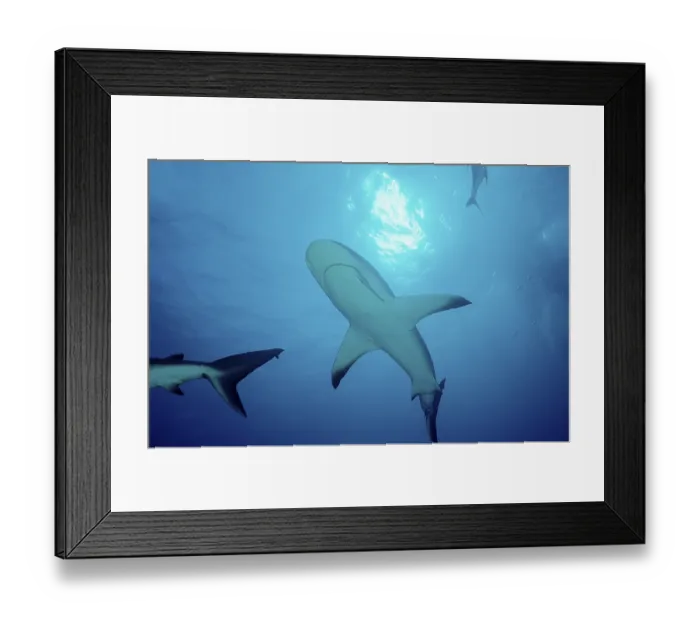 Framed Print : Carribbean reef shark (Carcharhinus perezi)