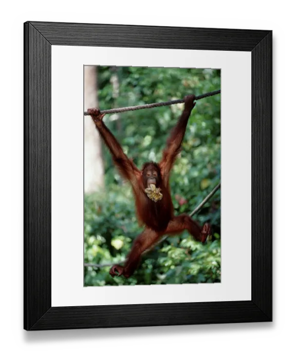 Framed Print : Orang-Utan Pongo pygmaeus