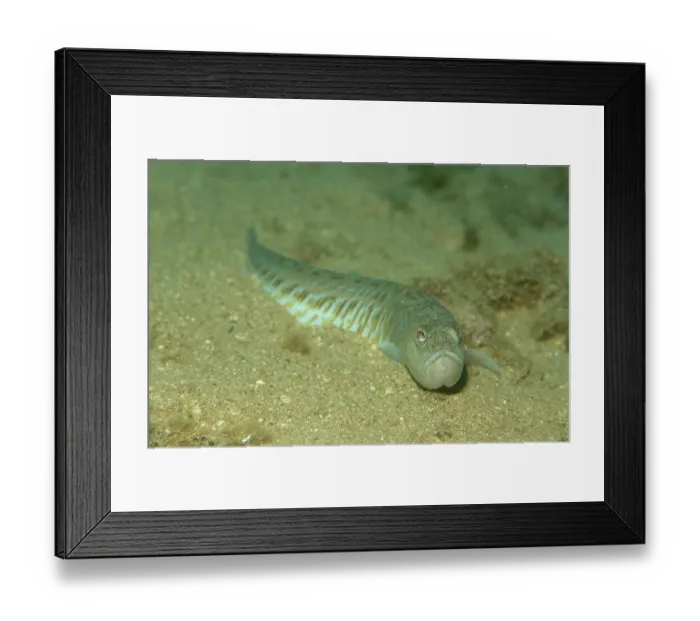 Framed Print : Greater weever, Weaver fish Trachinus draco