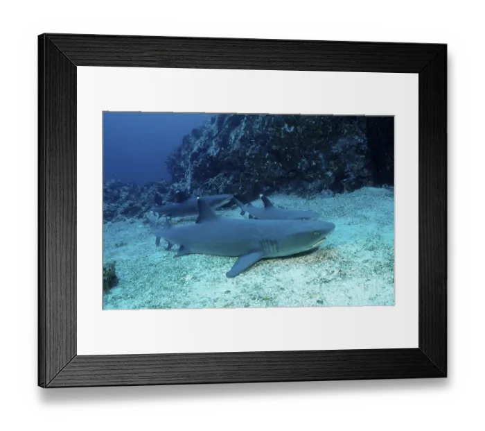 Framed Print : Resting Whitetip Reef Shark (Triaenodon obesus)