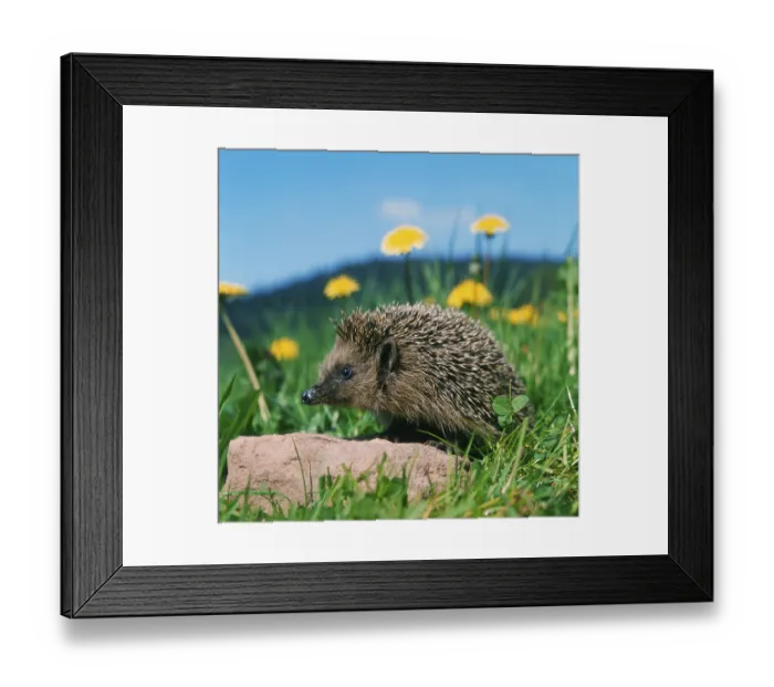 Framed Print : European hedgehog (Erinaceus europaeus)