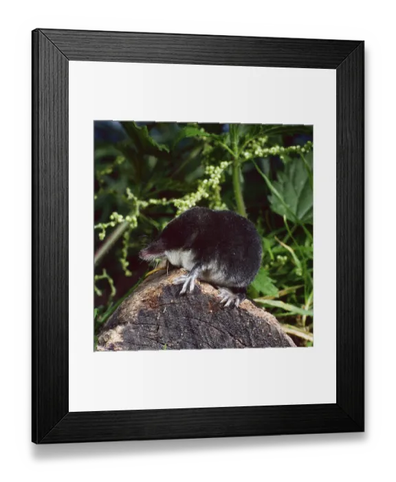 Framed Print : Water shrew (Neomys fodiens), Shrew Framed Print : Water shrew (Neomys fodiens), Shrew