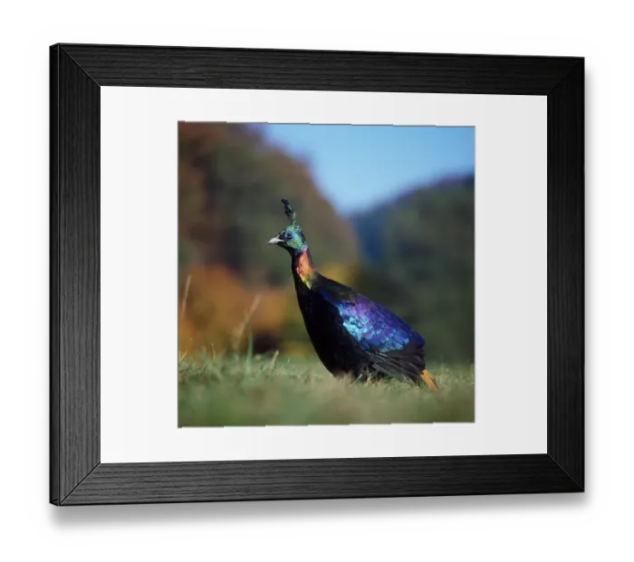 Framed Print : (Lophophorus impejanus), Yellow-tailed Shining Pheasant