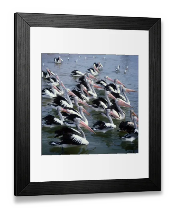 Framed Print : Australian pelicans (Pelecanus conspicillatus) Framed Print : Australian pelicans (Pelecanus conspicillatus)